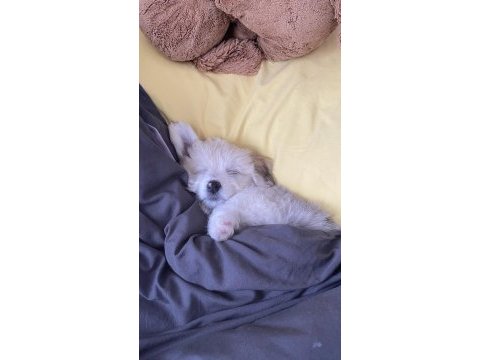 4 aylık dişi terrier köpek