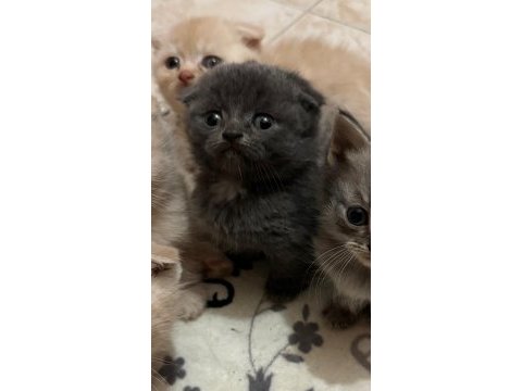 Safkan scottish fold bebekler