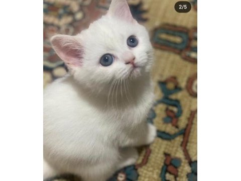 Safkan a kalite british shorthair yavrular