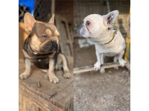 2 aylık dişi french bulldog