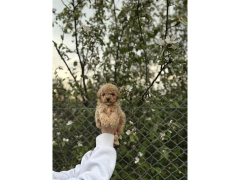 Poodle yavrularımız yeni yuvasına hazır