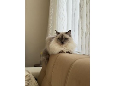 Dişi ragdoll kedime erkek eş adayı arıyorum