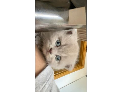 1 aylık minik yavru scottish fold