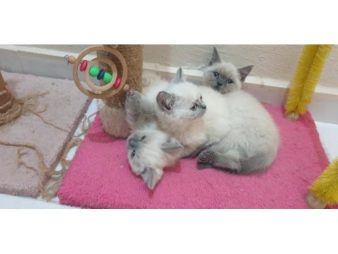 British shorthair blue point yavrular