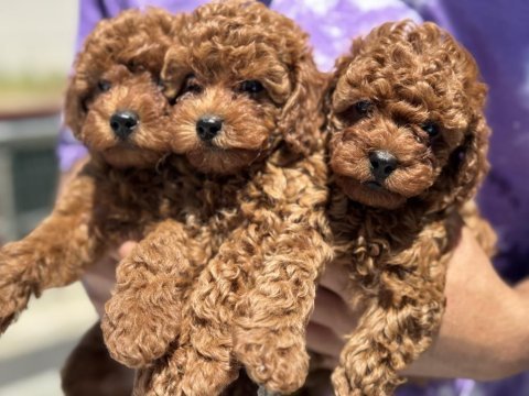 Yasal ruhsatlı çiftlikden minyatür poodle