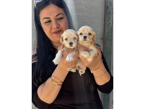 Safkan maltipoo yavrularım