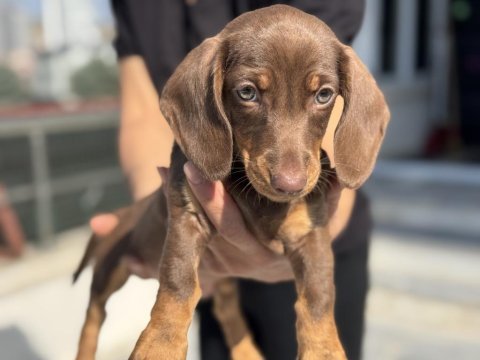Petmode köpek çiftliğinden dachshund yavrumuz
