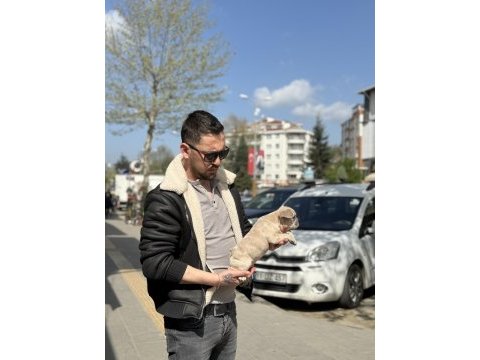 Anatomi güzeli erkek french bulldog yavrumuz
