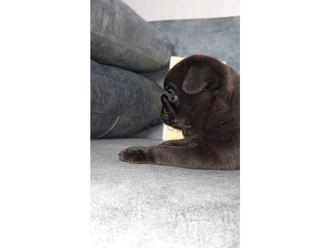 Show kalite siyah inci pug yavrumuz