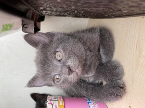 Acil sahiplendirme british shorthair kedisi