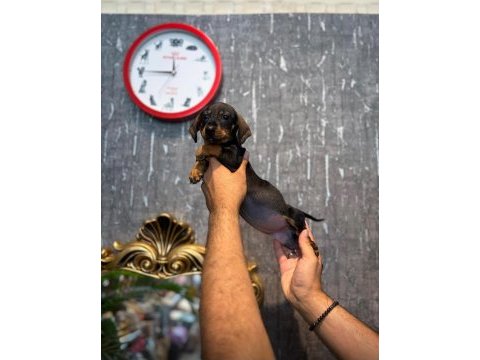 Irk ve sağlık garantili dachshund (sosis) yavrularımız