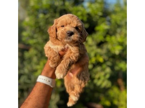 Orjinal teacup maltipoo yavrularımız