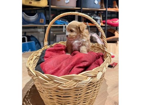 Muhteşem maltipoo bıcırıklar