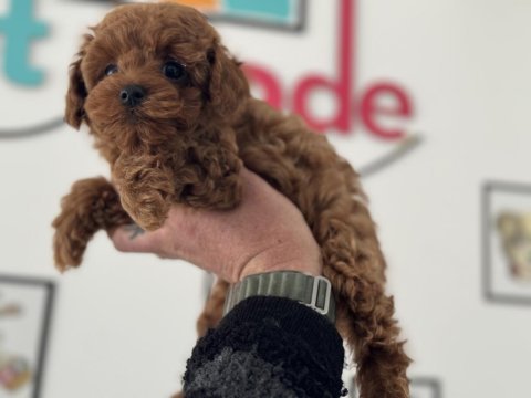 Petmode köpek çiftliğinden kore toy poodle