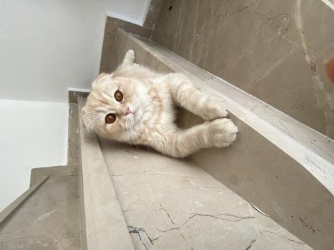 Scottish fold oğlumuza eş