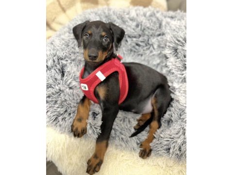 Sağlık ve ırk garantili doberman