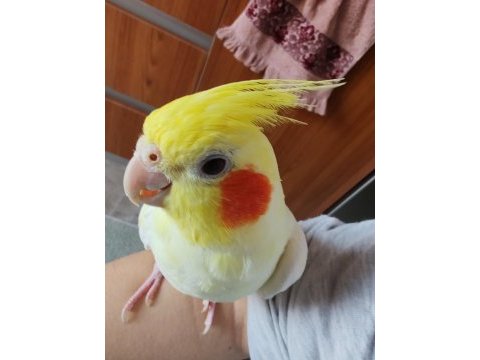 Erkek sultan papağanı