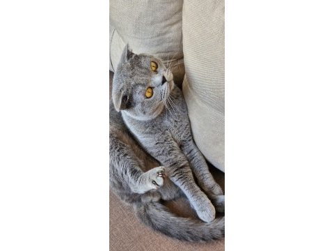 Scottish fold (2 yaşında) sıcak yuva arıyor
