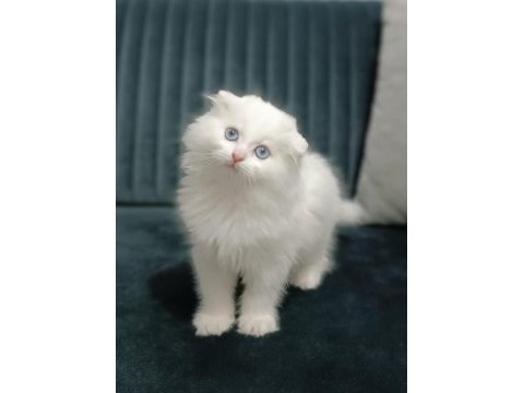Scottish fold longhair