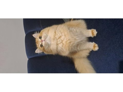 Kızıma eş arıyoruz british longhair