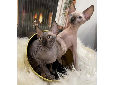 Sphynx sfenks tüysüz dişi erkek yavru