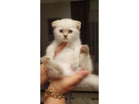 British shorthair yavrularımız sahiplendirilecektir