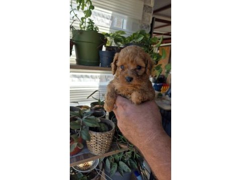 Kucuk poodle yakisıklılar