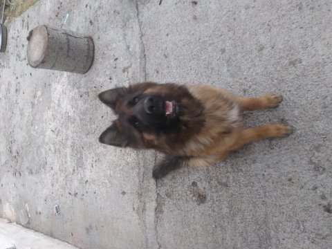 Yetişkin alman kurdu