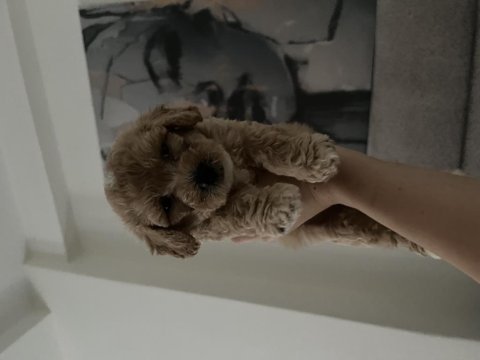 Yavru toy poodle