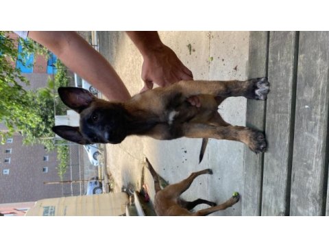 Safkan malinois son 2 yavru belçika kurdu