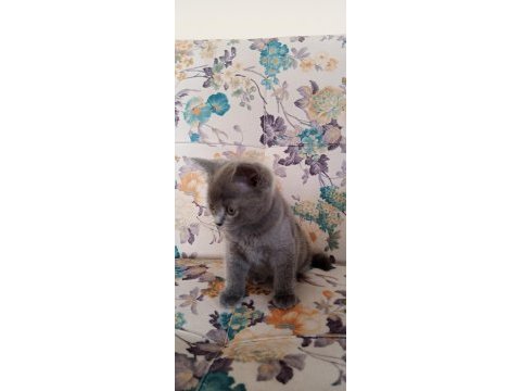 Yavrucaklar ev arıyor british shorthair