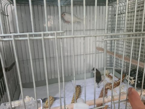 Tepeli bengal ispinozu