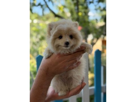 Son erkek pomeranian yavrumuz yeni yuvasına gitmeye hazır