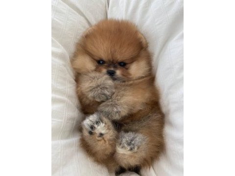 Sağlıklı pomeranian yavrularımız