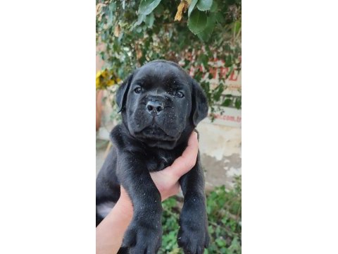 (sdk) çiftlikten cane corso yavrular
