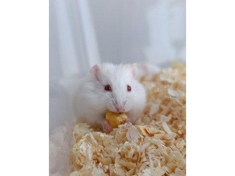 Albino gonzales hamster