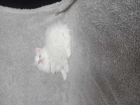 Teslime hazır dişi chinchilla bebekler