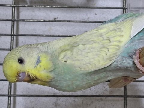 Yavru muhabbet kuşu