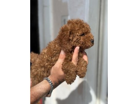 Güncel 1450 gr toy poodle kızımız