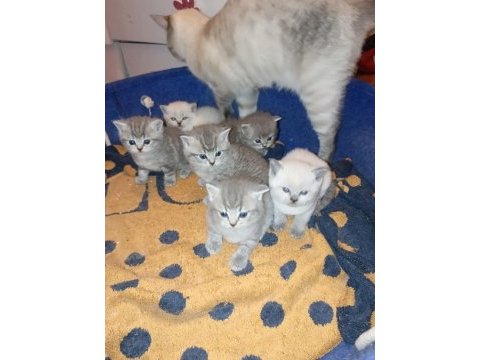 27 günlük british shorthair yavrularımız