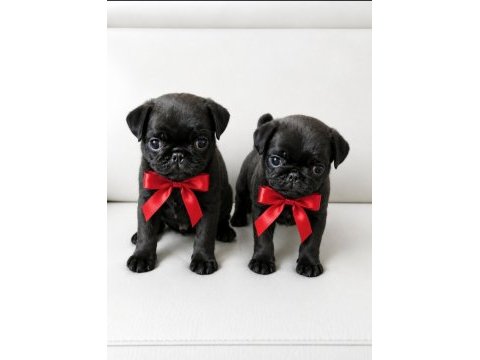 Pug mops yavruları