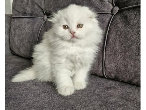 Scottish fold longhair güzellik