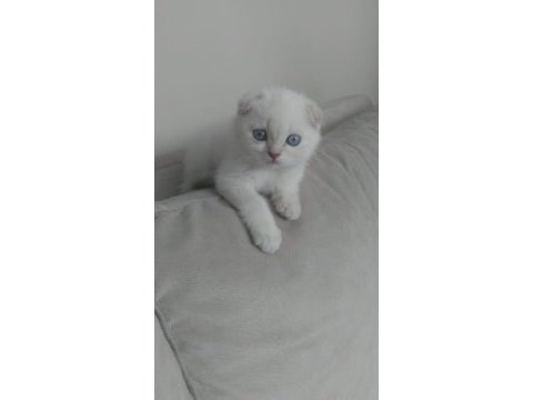 Safkan british shorthair ve longhair golden