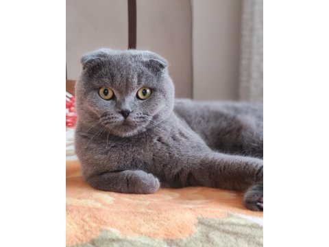 10 aylık erkek scottish fold