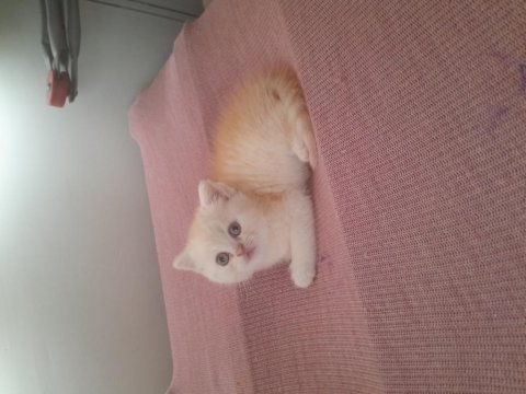 Scottish fold ve scottish straight dişi ve erkek