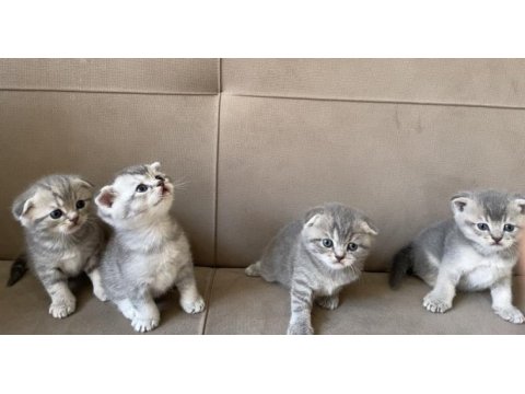 Scottish fold bebeklerim