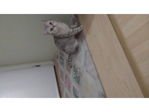 British cat gri erkek