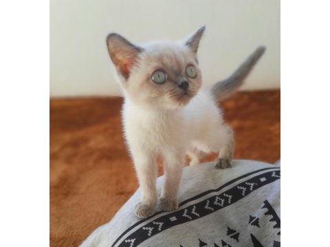 Scr'li anne babadan blue point yavrular