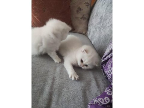 British shorthair 2,5 aylık