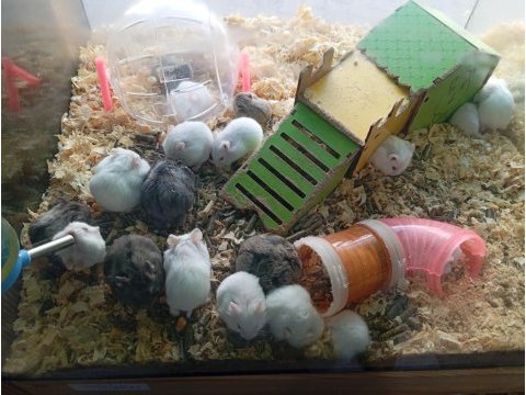 Yavru hamsterlar